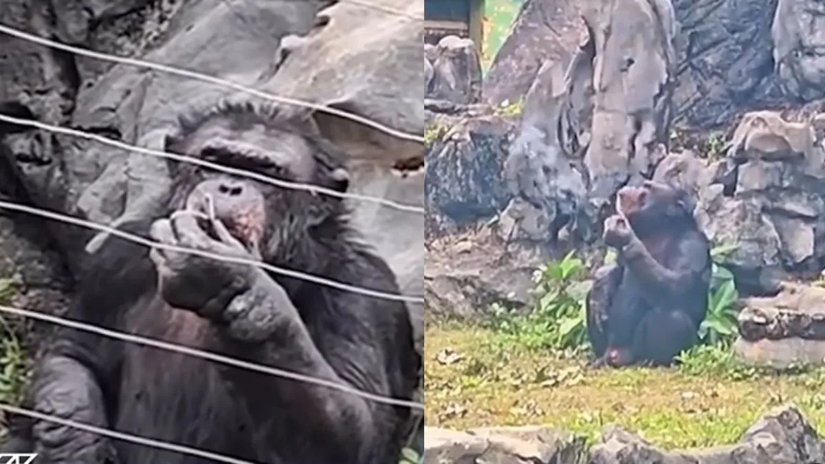 gorilla smoking a cigarette video Video Of Gorilla Casually Smoking Cigarette At China Zoo Leaves Viewers  Shocked: 'Bro Is Super Stressed'