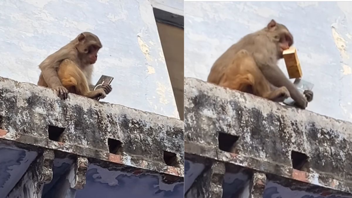 monkey-in-vrindavan-snatches-samsung-s25-ultra-exchanges-it-for-mango-drink-in-viral-trade-deal-viral-video