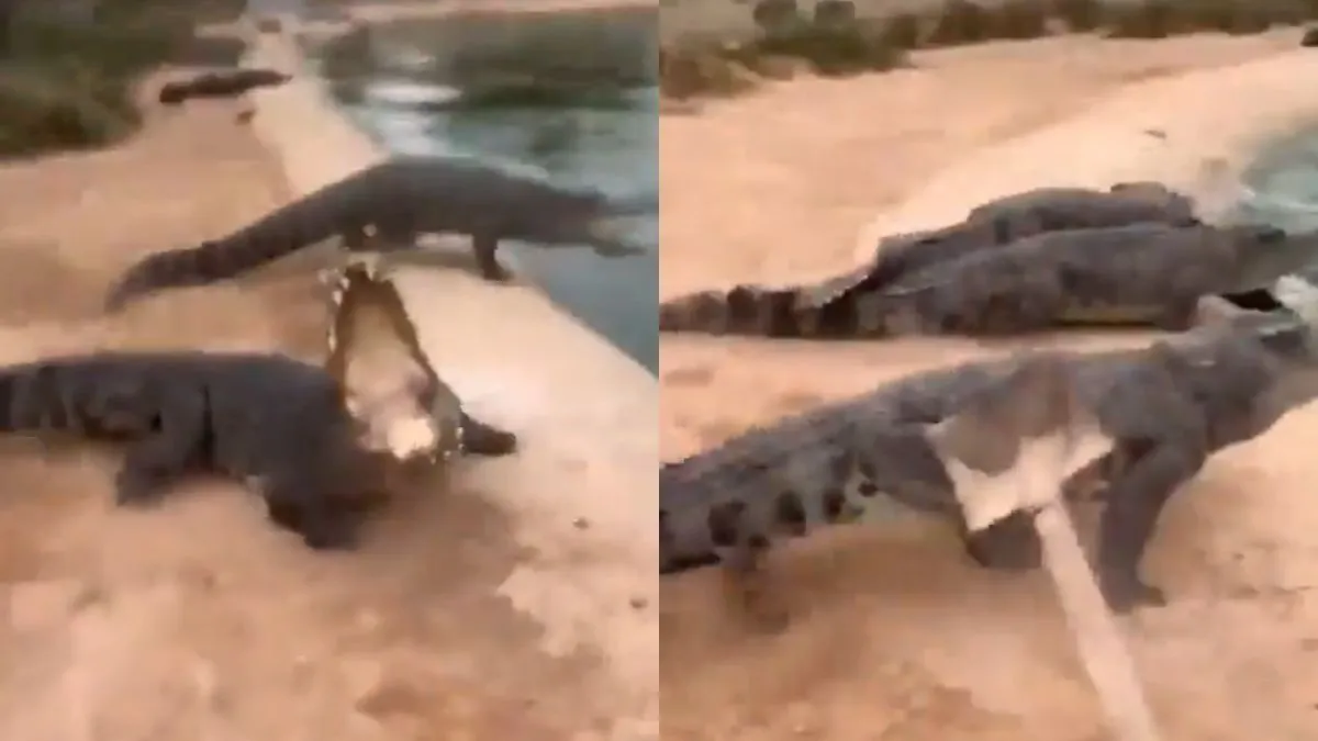 viral-video-man-fearlessly-charges-at-giant-crocodiles-with-shovel-internet-questions-his-motives