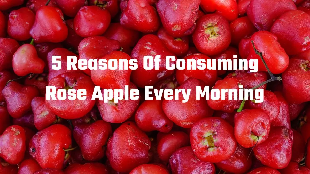 water-apple-health-benefits-5-reasons-of-consuming-rose-apple-every-morning