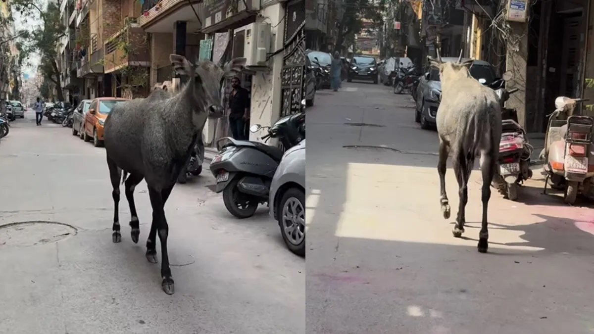 nilgai-takes-leisurely-walk-in-delhi-leaves-residents-in-shock-internet-reacts-viral-video