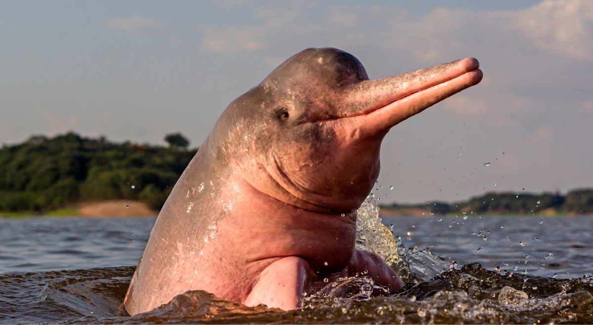Ganges River Dolphin