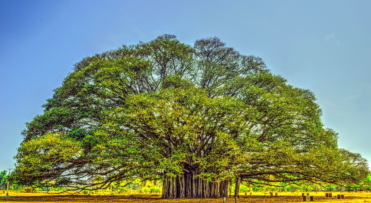 Indian Banyan tree