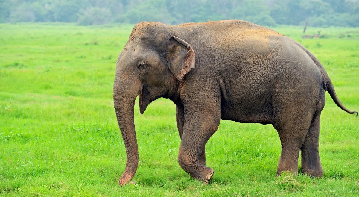 Indian Elephant