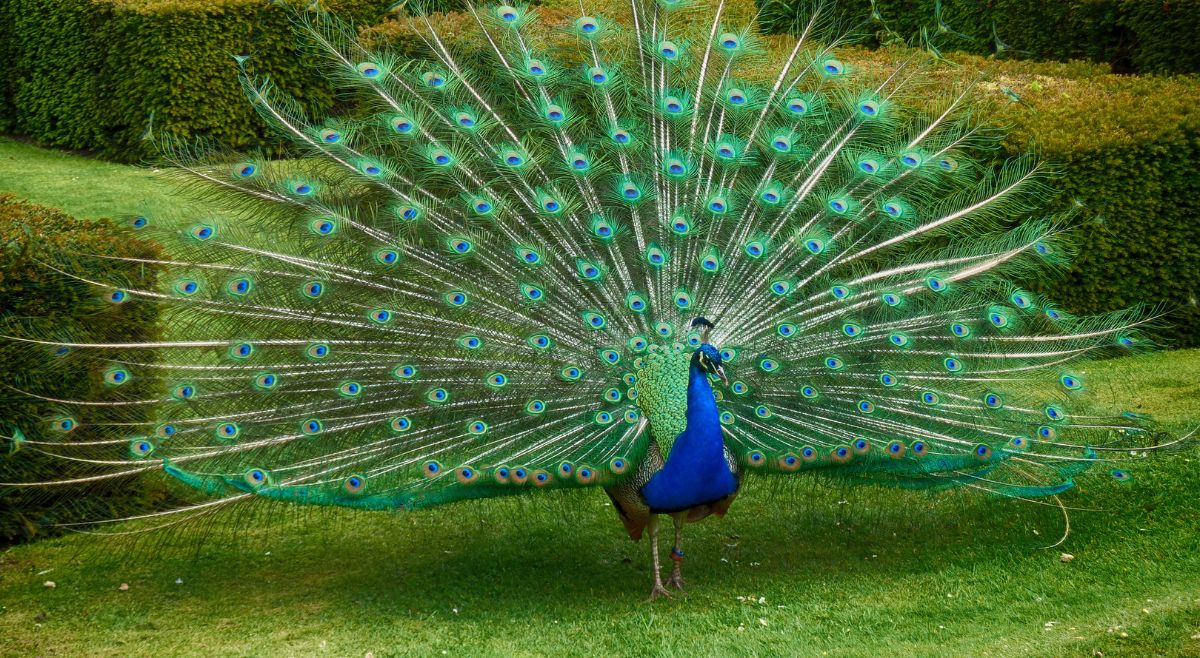 Indian Peacock