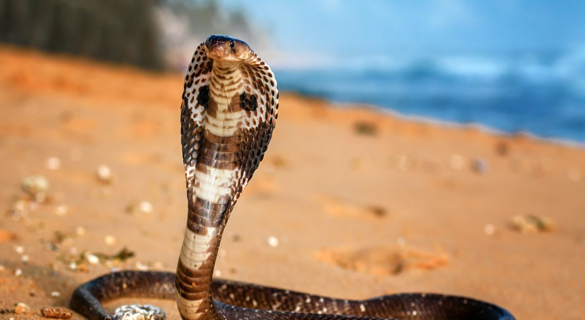 King Cobra