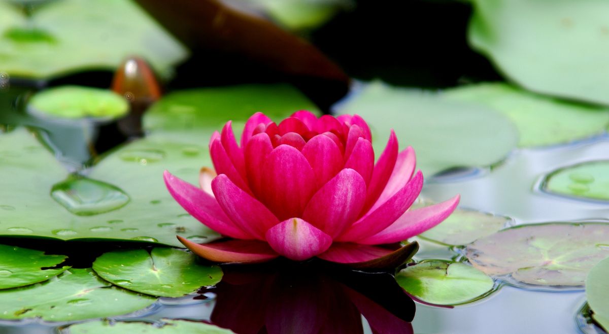 Lotus