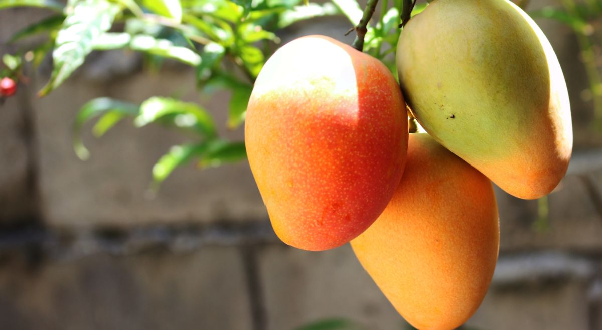 Mango