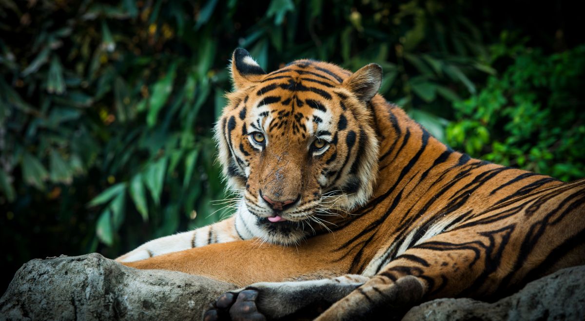 Royal Bengal Tiger