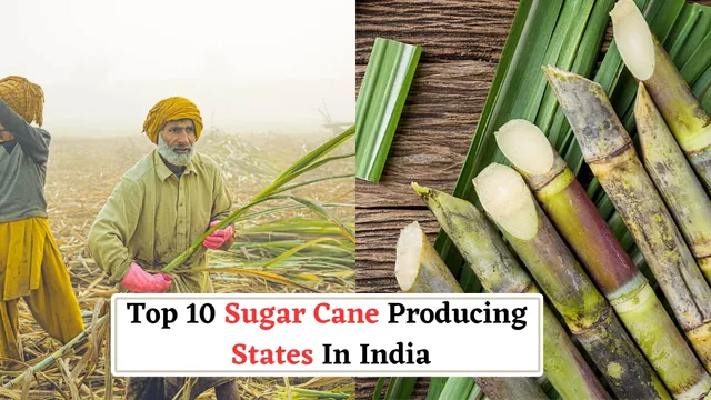 top-10-largest-sugar-cane-producing-states-in-india-uttar-pradesh-maharastra-and-more