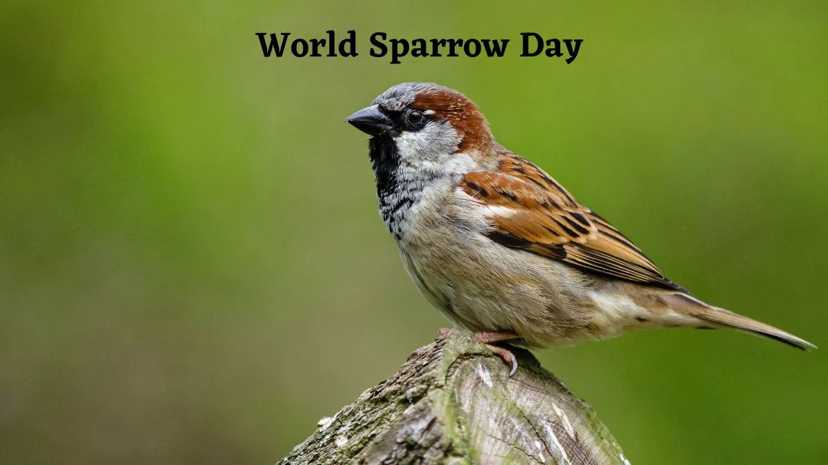 world-sparrow-day-2025-what-is-the-theme-of-this-year-date-history-significance-and-more