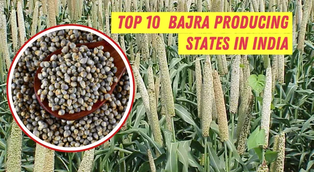 list-of-top-10-bajra-producing-states-in-india-rajasthan-up-and-more