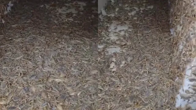 unbelievable-yet-insanely-valuable-viral-video-of-scorpion-farms-fascinates-internet-netizens-eager-to-join