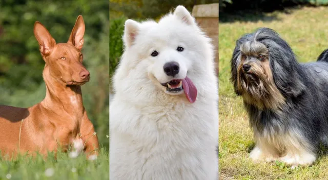 list-of-top-10-costliest-dog-breeds-in-the-world