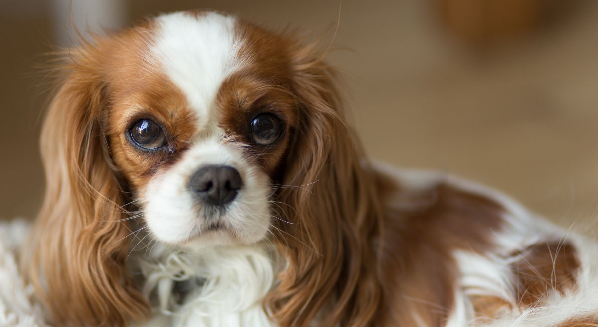 Cavalier King Charles Spaniel