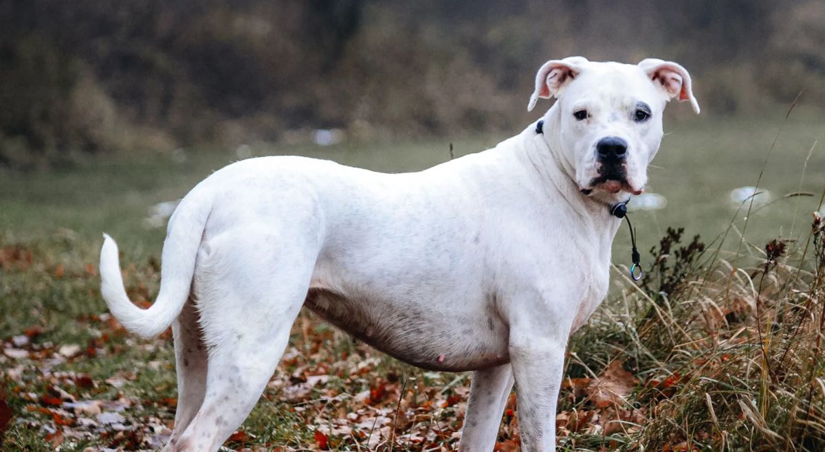 Dogo Argentino