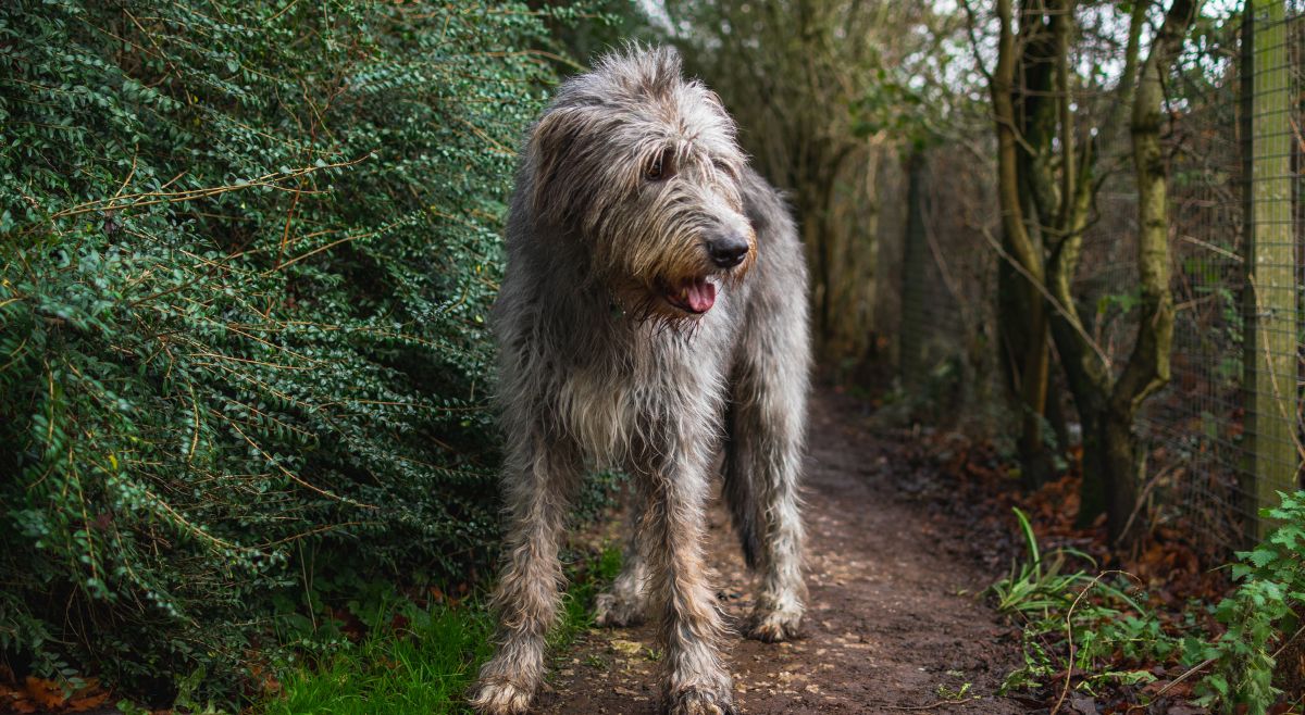 Irish Wolfhound