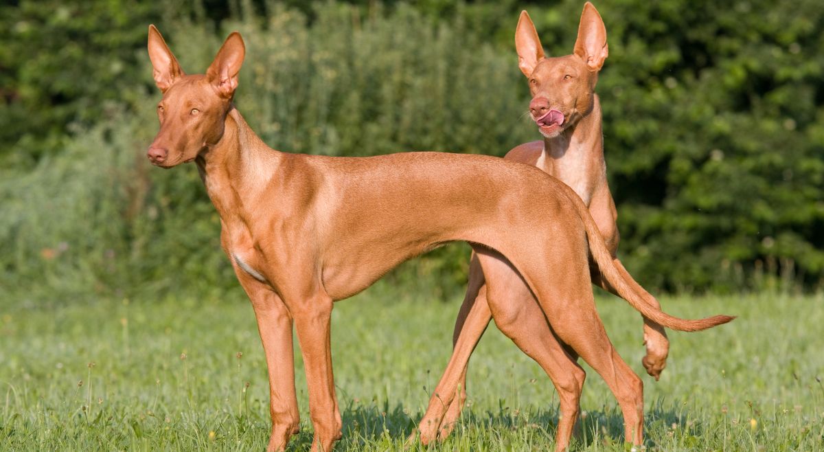 Pharaoh Hound