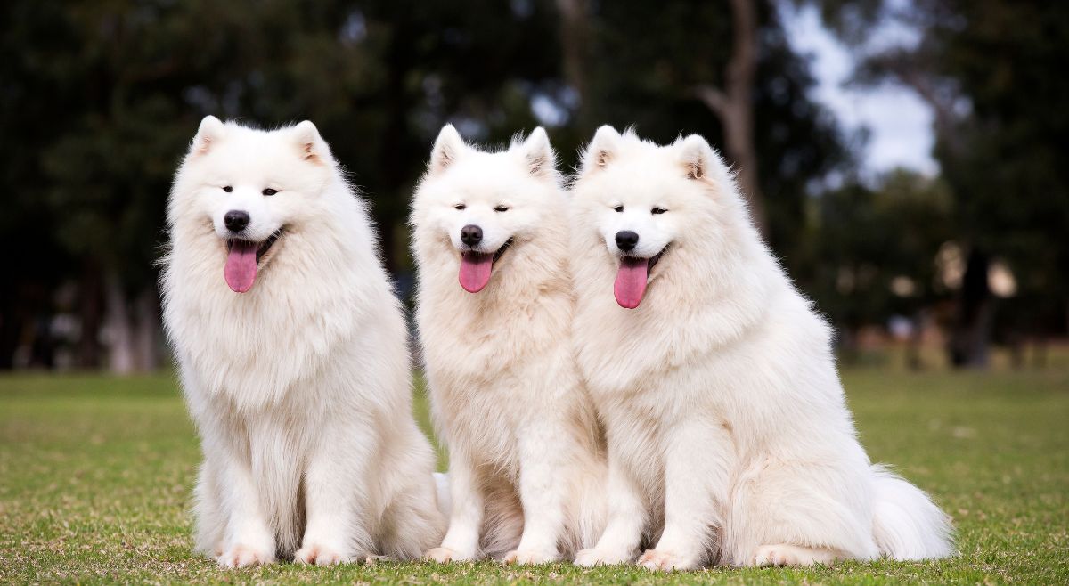 Samoyed dogs