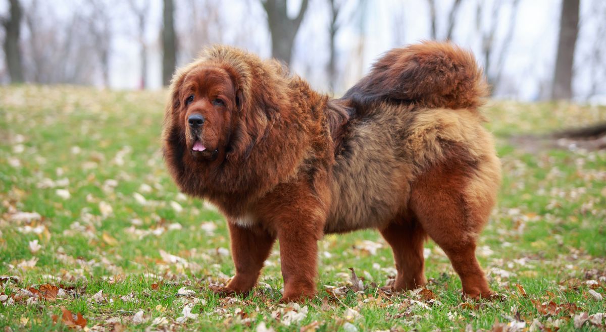 Tibetan Mastiff