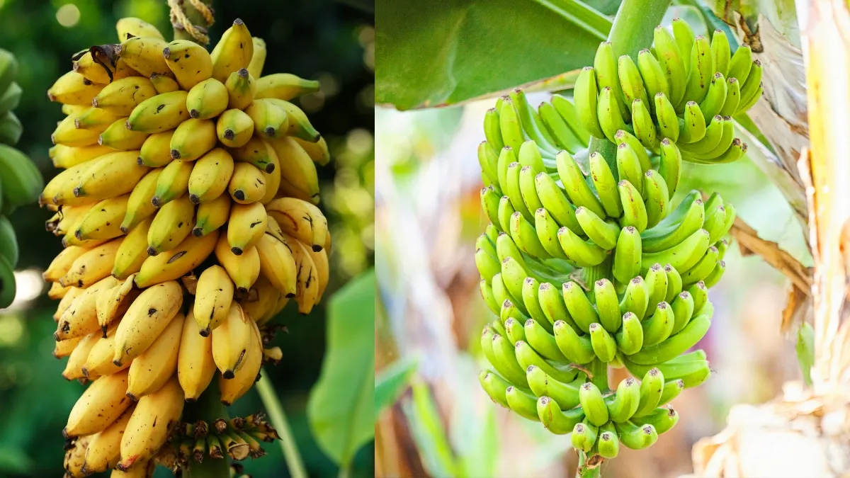 top-10-banana-producing-countries-in-the-world-india-leads-the-list-in-global-production
