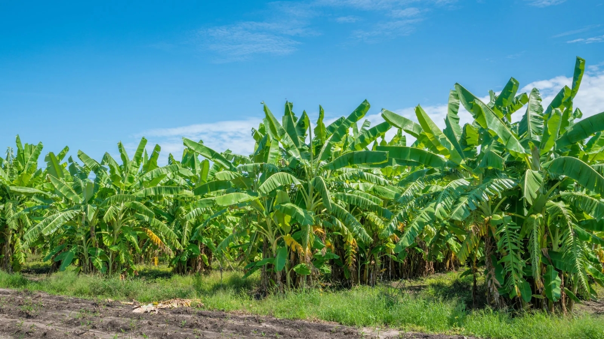 top 10 banana producing countries in the world 1