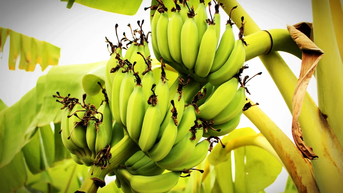 top 10 banana producing countries in the world