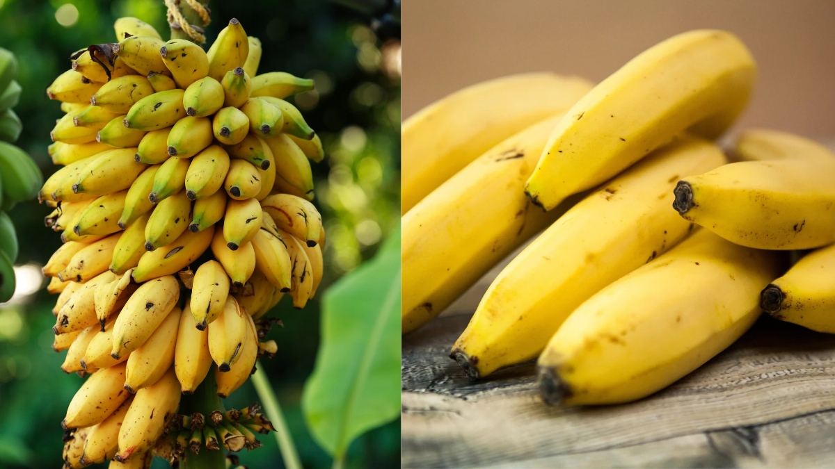 top 10 banana producing states in india