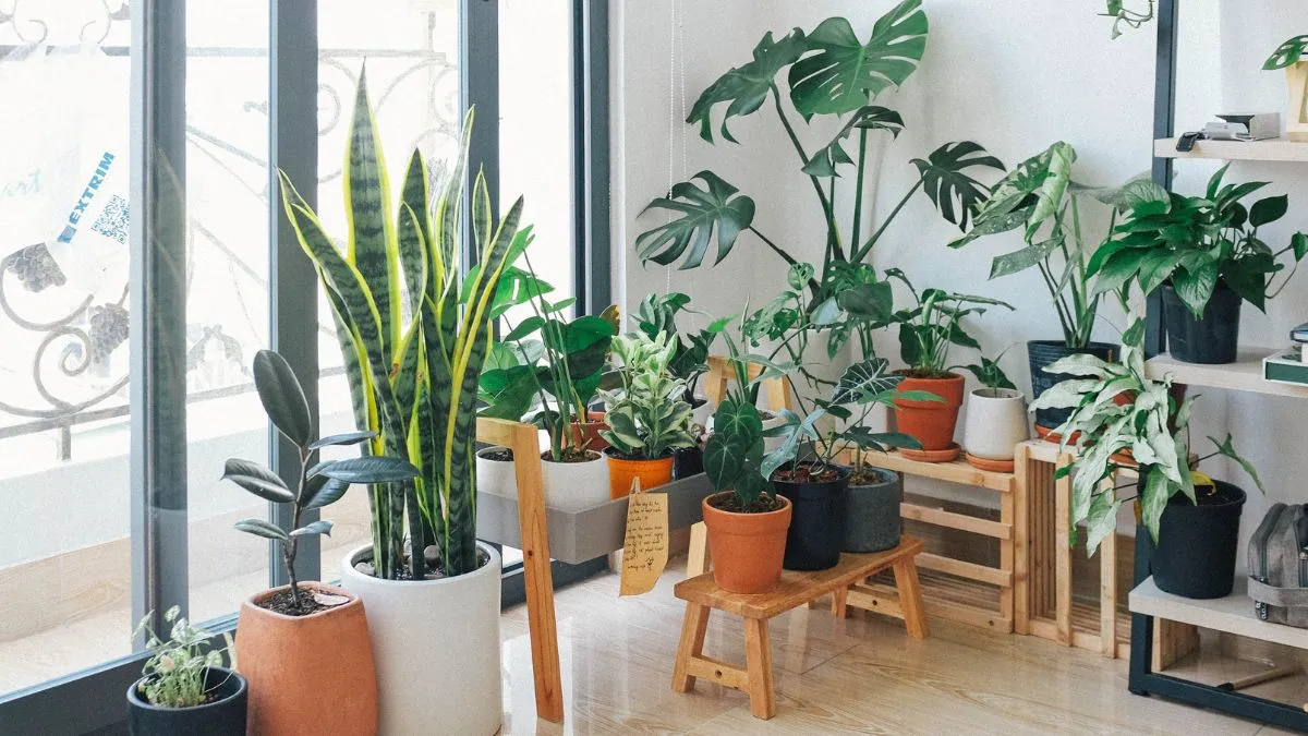 5-indoor-plants-at-home-to-beat-the-summer-heat-aloe-vera-peach-lily-and-more