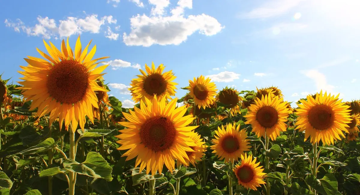 bihar-gopalganj-agriculture-dept-sets-280hectare-target-for-sunflower-cultivation-offers-subsidised-seeds-to-farmers