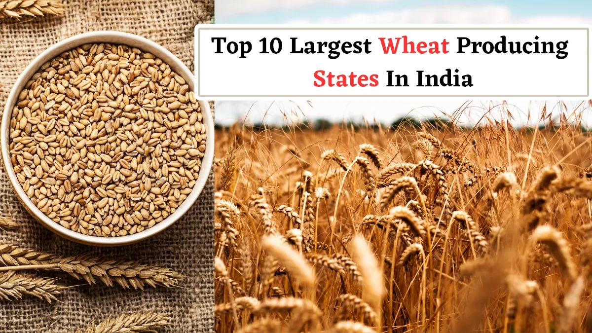 top-10-largest-wheat-producing-states-in-india-know-which-state-leads-and-its-production-capacity