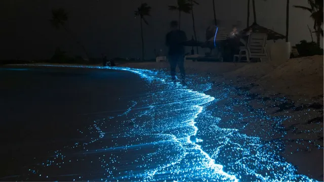 5-magical-bioluminescent-beaches-in-india-that-light-up-the-night-juhu-beach-havelock-islands-and-more