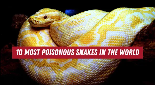 top-10-most-poisonous-snakes-in-the-world-black-mamba-king-cobra-and-more