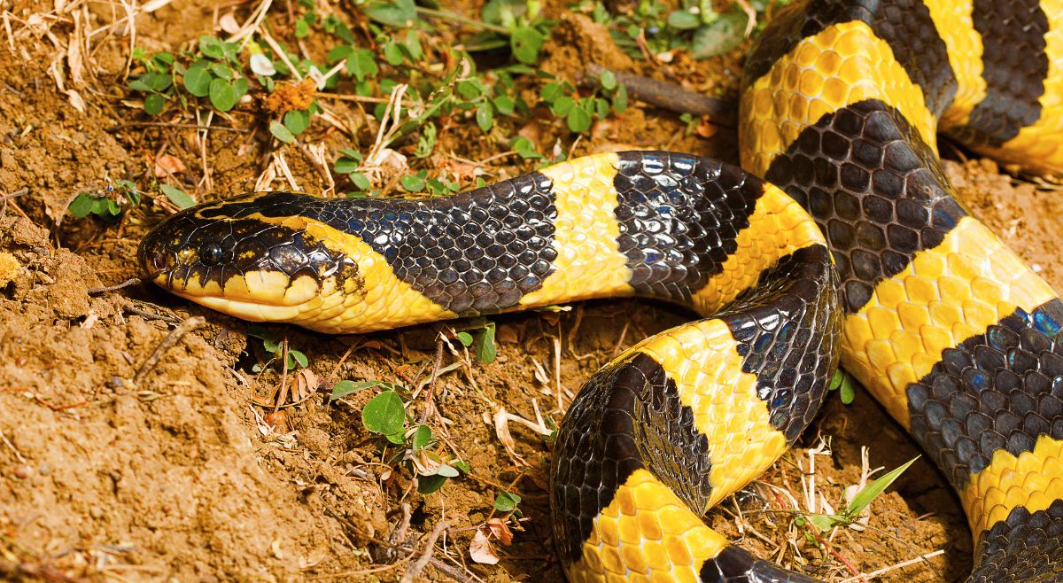 Banded Krait