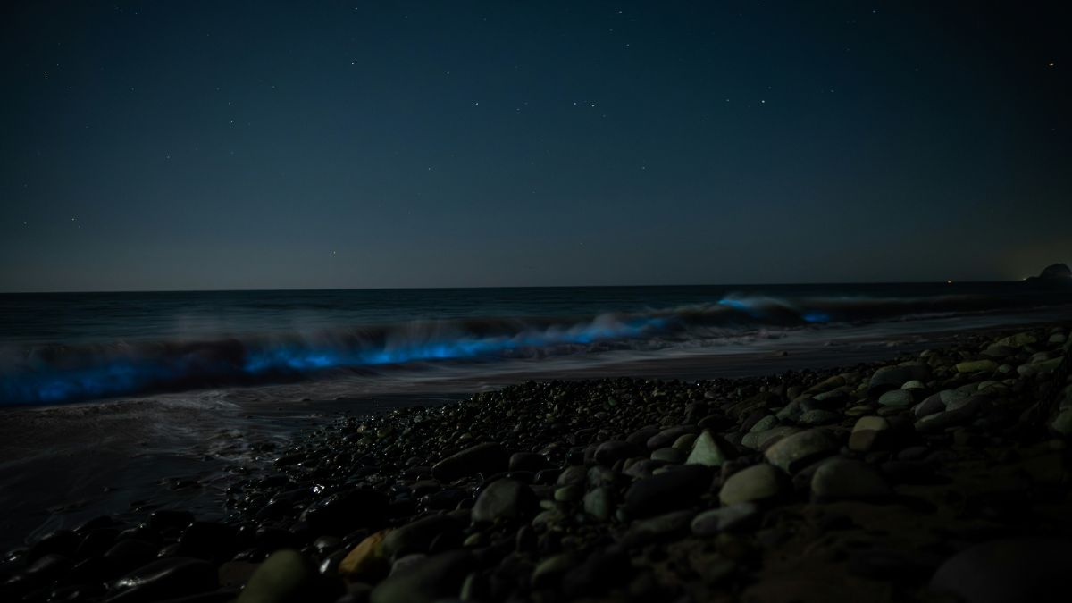 Bioluminescent Shores That Glow In The Dark