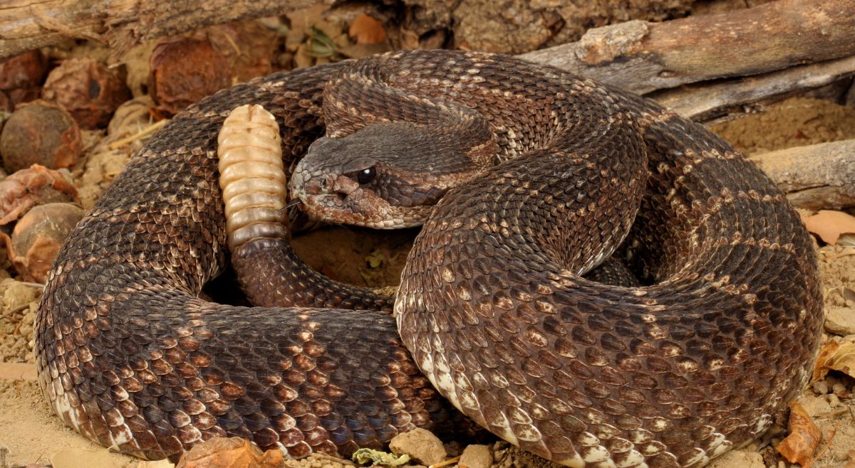 Eastern Diamondback Rattlesnake