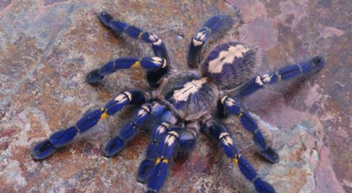 Gooty Sapphire Tarantula