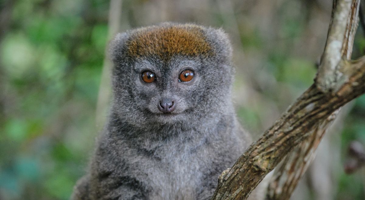 Greater Bamboo Lemur