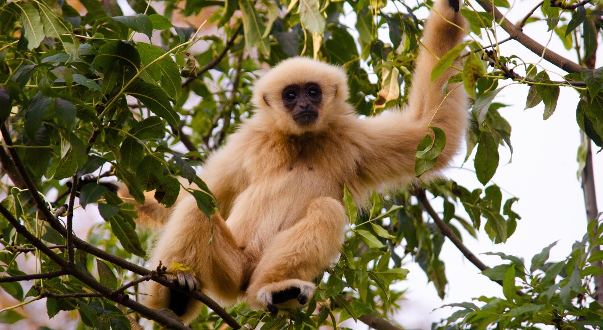 Hainan Gibbon