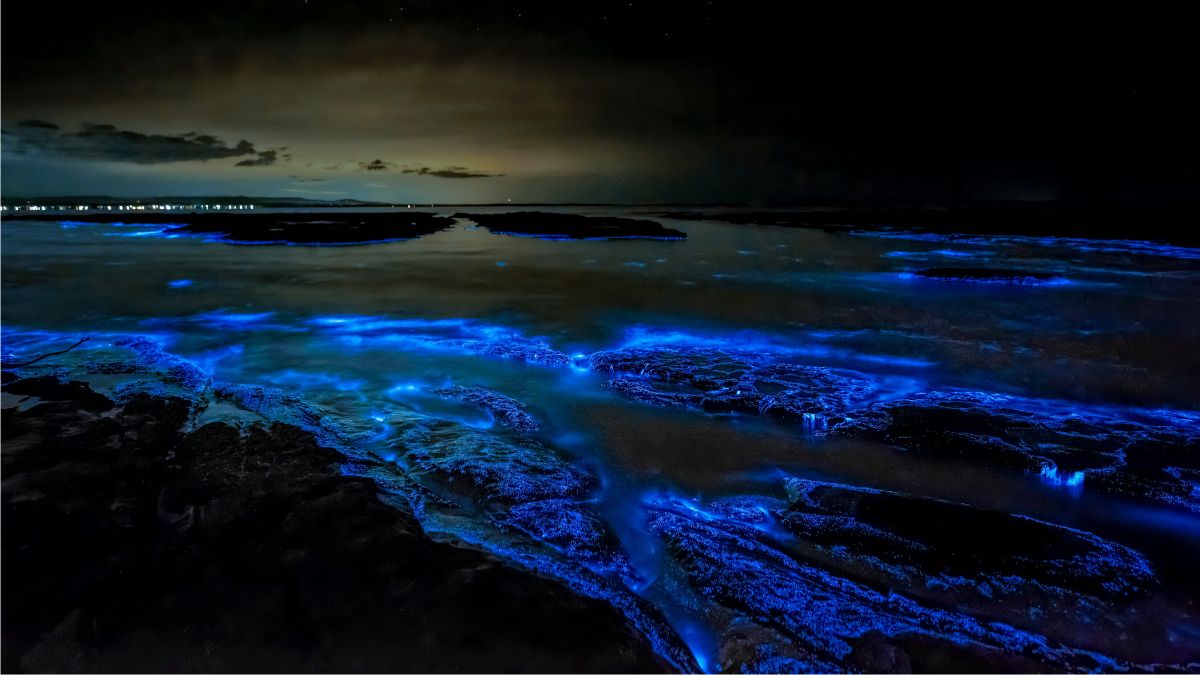 India's Bioluminescent Beaches That Are A Must Visit
