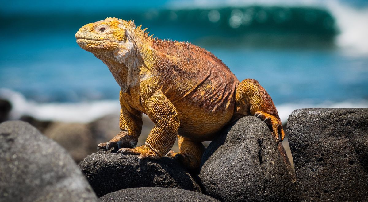 Jamaica Rock Iguana