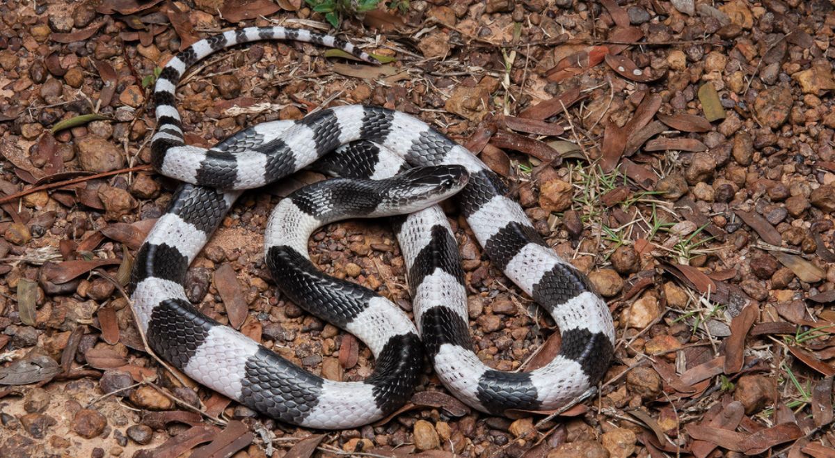 Malayan Krait
