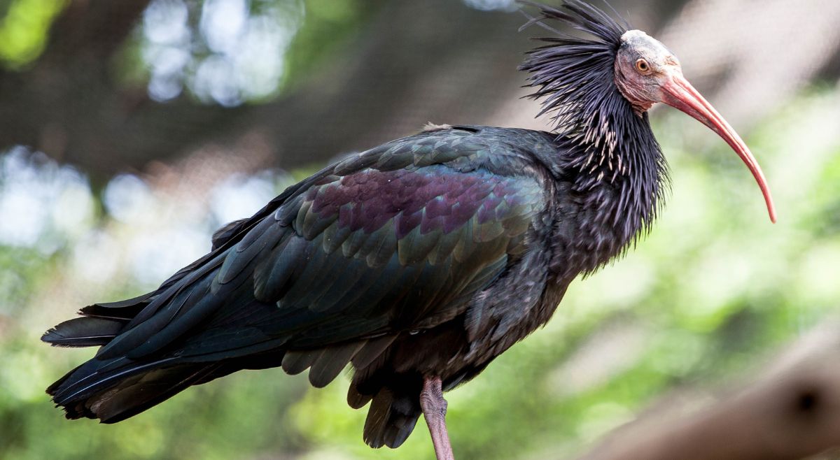 Northern Bald Ibis