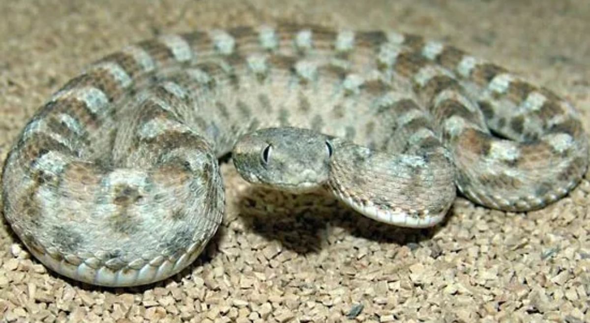 Saw Scaled Viper