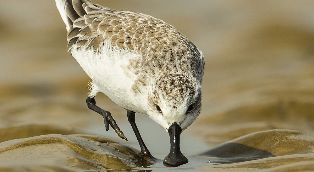 Spoon Billed Sandpiper