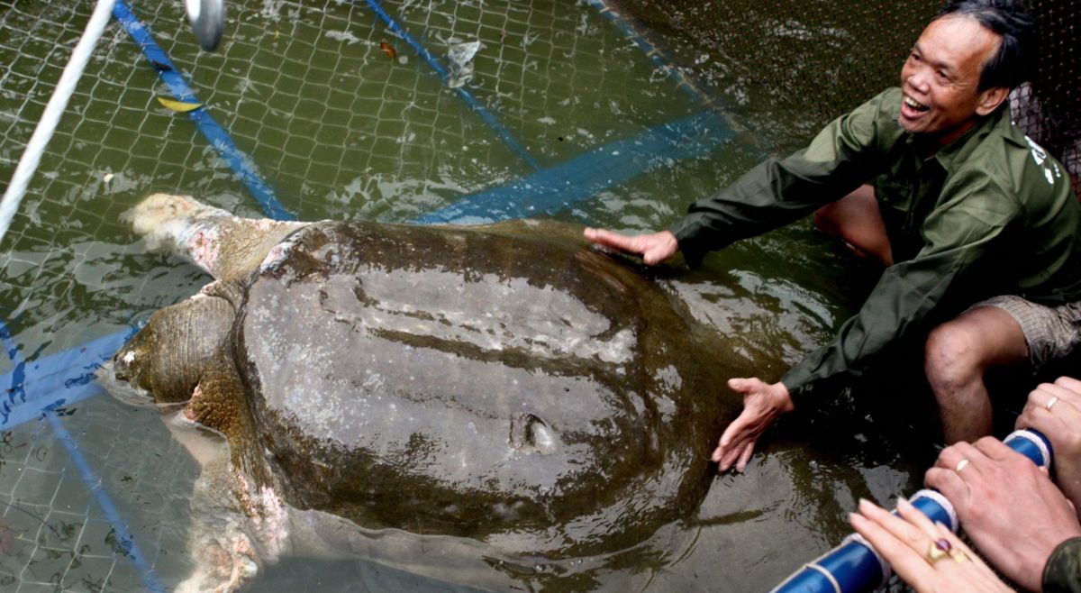 Yangtze Giant Softshell Turtle