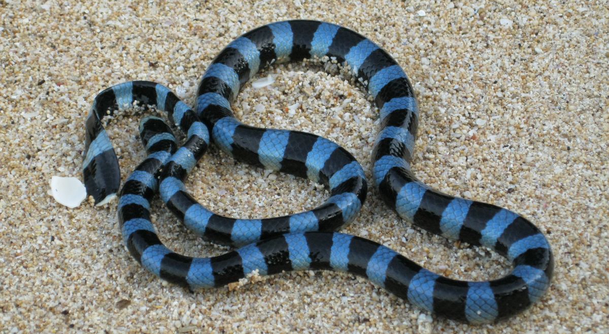 blue Krait