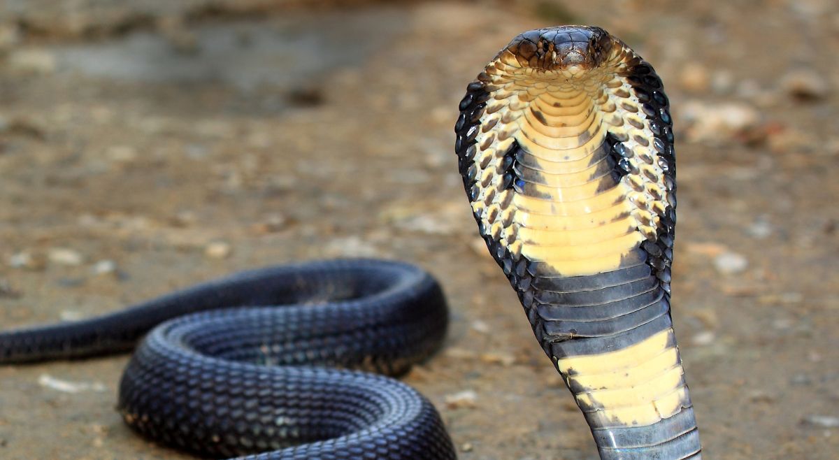 king cobra