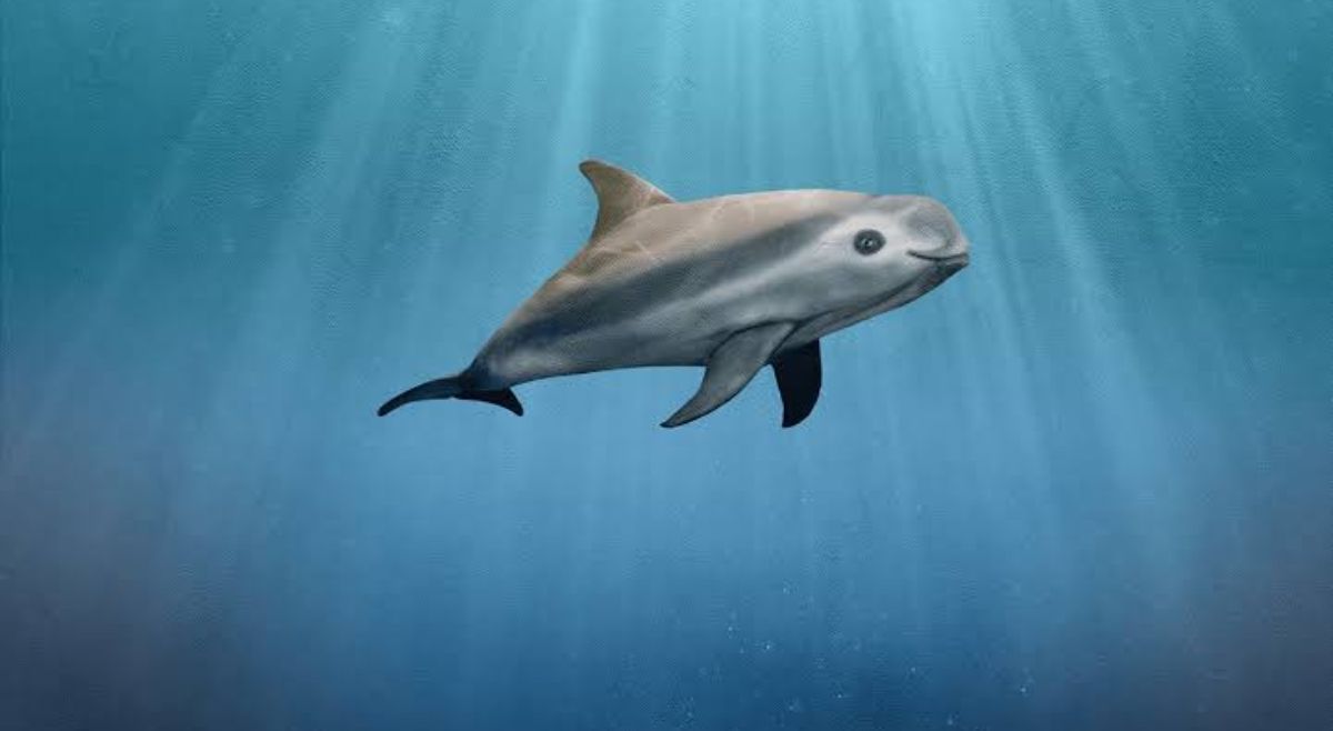 vaquita