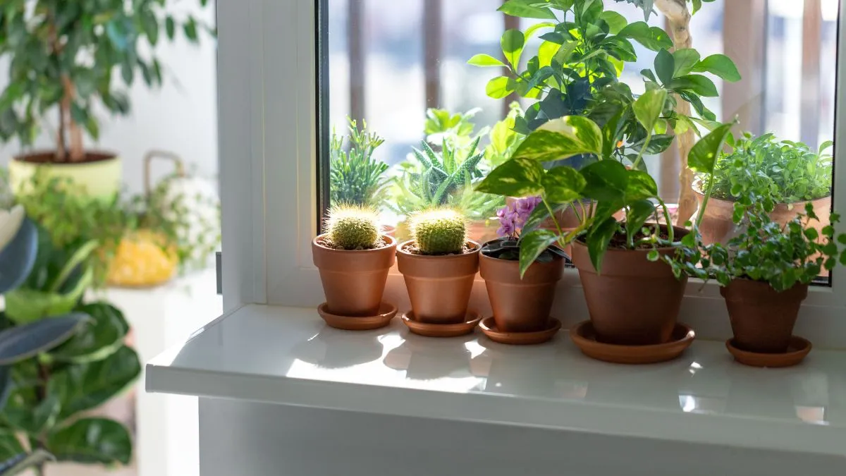 6-amazing-health-benefits-of-keeping-indoor-plants-at-home